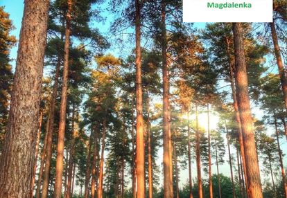 Piękna leśna działka przy granicy z magdalenką