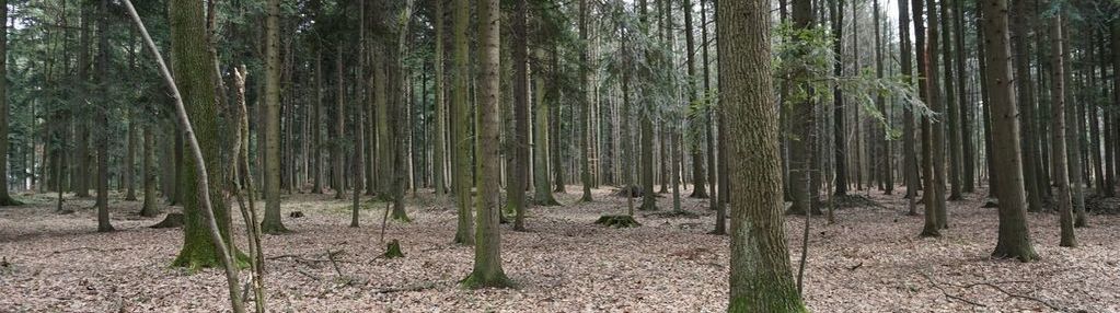 Działka leśna budzów, powiat suski