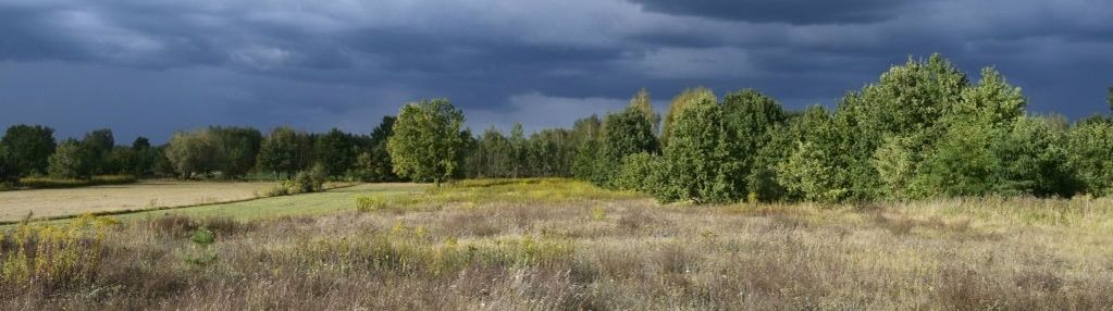 Budowlana blisko puszczy kampinoskiej