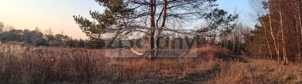 W gminie żabia wola, blisko lasu