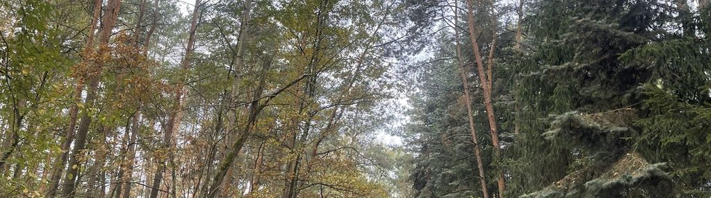 Zbuduj dom w lesie – działka 1850 m².