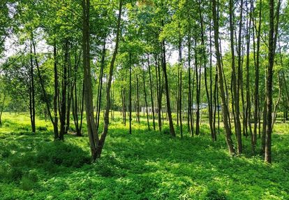 Działka budowlana 1996 m2 bieganów gm. jaktorów