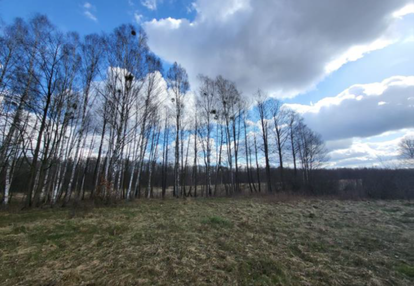 Działka rolna zadrzewiona - PUSZCZA BIAŁOWIESKA