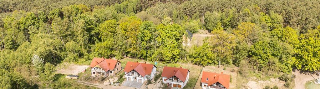 Wolnostojący | las | cisza | sękowo | natura