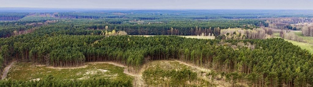 Działka budowlana w bezpośrednim sąsiedztwie lasu