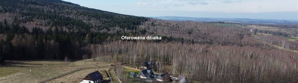 Działka w antoniowie siedliskowa z lasem 12800m2