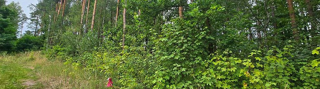 Wyjątkowa działka leśna w strzegomku - 1,0069 ha