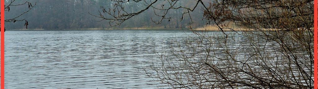 Nad jeziorem, przy lesie.