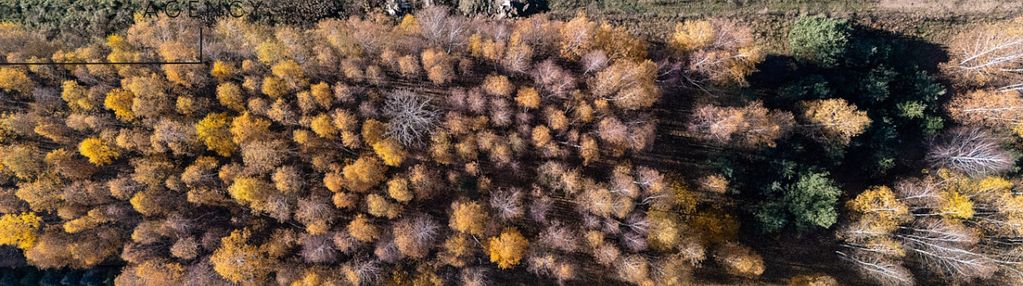 Działka budowlana w kaleń towarzystwo