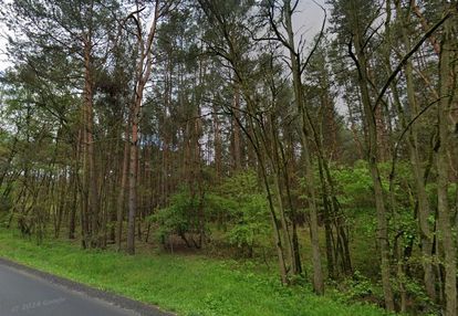 Las 70-80 letni stoczki gm. sieradz