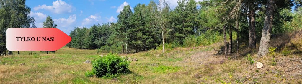Działka leśna