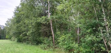 Działka leśna, 6500m2