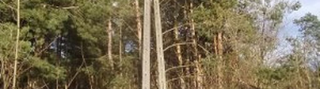 Działka leśna w radomiu -inwestycyjna  7307m2