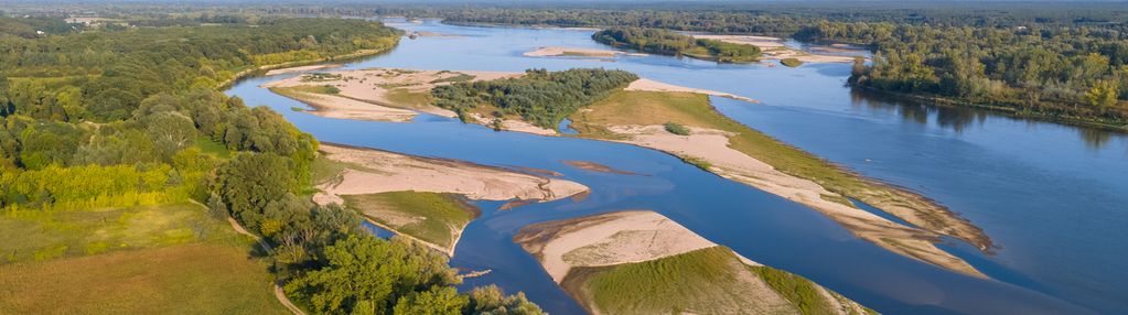 Perełka mazowsza, siedlisko k/czerwińska nad wisłą