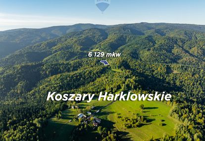Polana w lesie