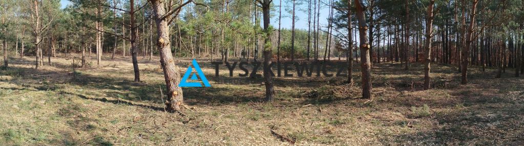 Działka budowlana w sercu lasu z mpzp