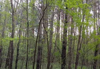 Działka - las i grunty leśne