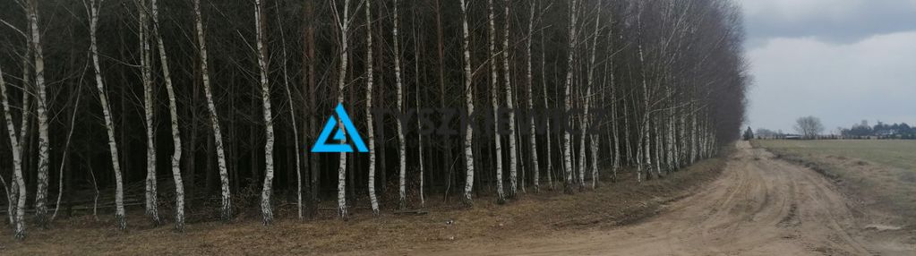 Działka leśna w borach tucholskich