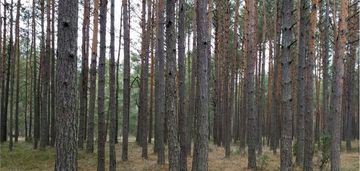 Działka leśna na jurze krakowsko - częstochowskiej