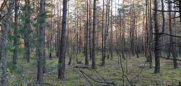 Las w miejsc. kąty gmina mały płock powiat kolno