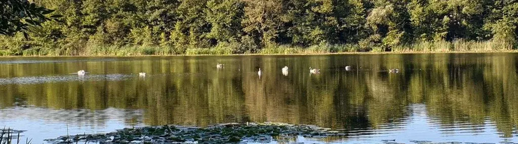 Działka z linią brzegową jeziora w pow. rypińskim