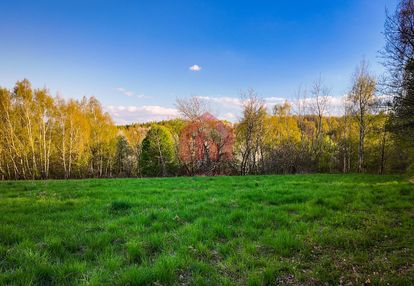 3,33 ha z lasem i strumykiem - teren pod zabudowę