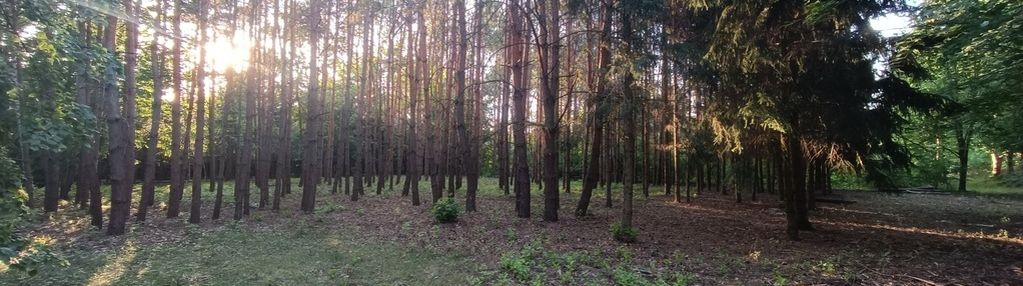 Sulejówek, piękna dzialka z drzewami