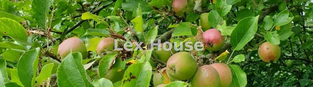 Rod skowrona - warszewo