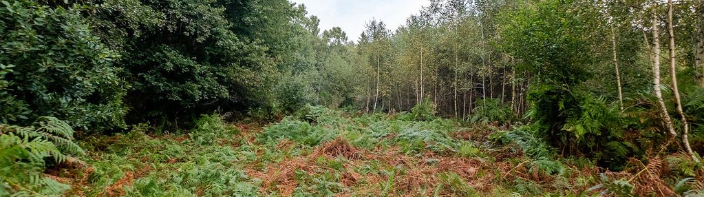 Działki ok. 1500 m² | domatowo | spokojna lokaliza