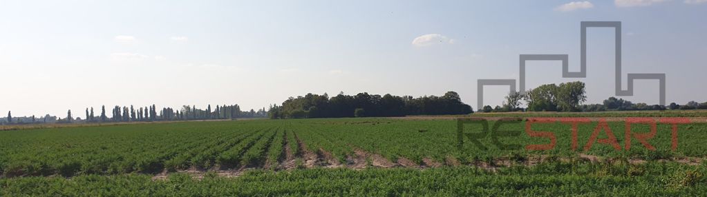 Duża działka rolna - uprawiana