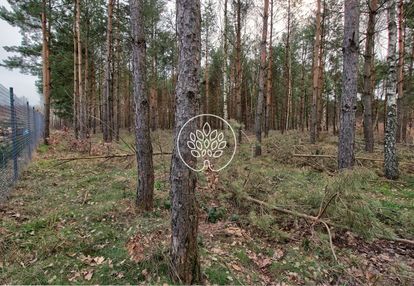 Stary jasiniec, koronowo, sztos