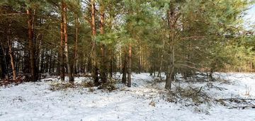 Na sprzedaż ponad hektar  lasu – baranów /lubelski