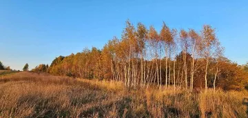 Działka 0,75ha Budziechów - Jasień + drewno