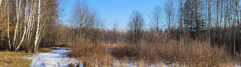 Duża działka w sąsiedztwie lasu i rozlewiska