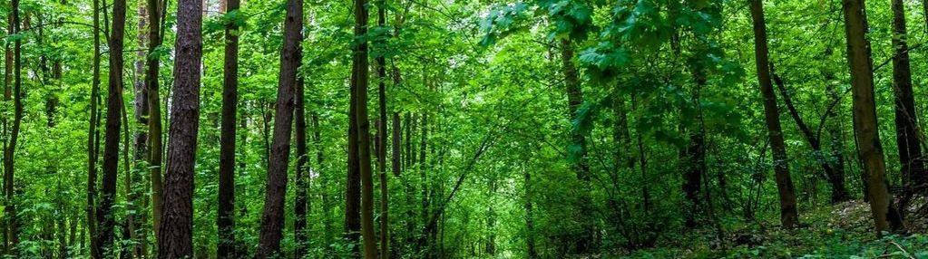 Piękny las w miejscowości rakowiec