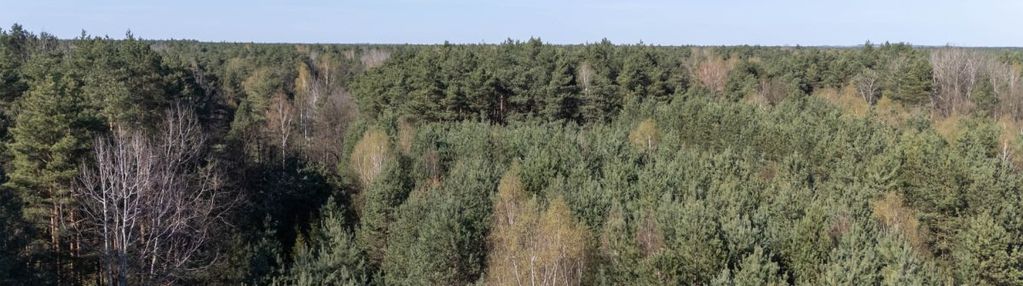 Działka leśna zendek