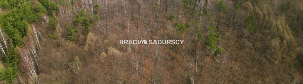 Las w jerzmanowicach