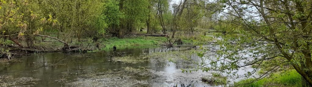 Działka strzyżew.