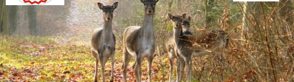 Cicha ładna doświetlona działka, wokół nowe wille