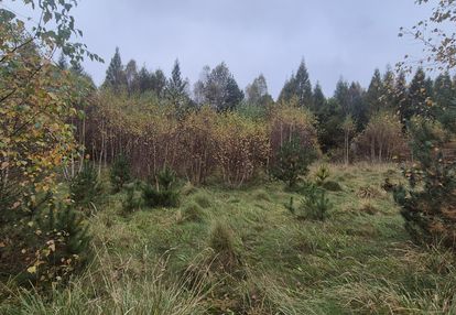 Działka z lasem "za plecami" i jeziorem w pobliżu!