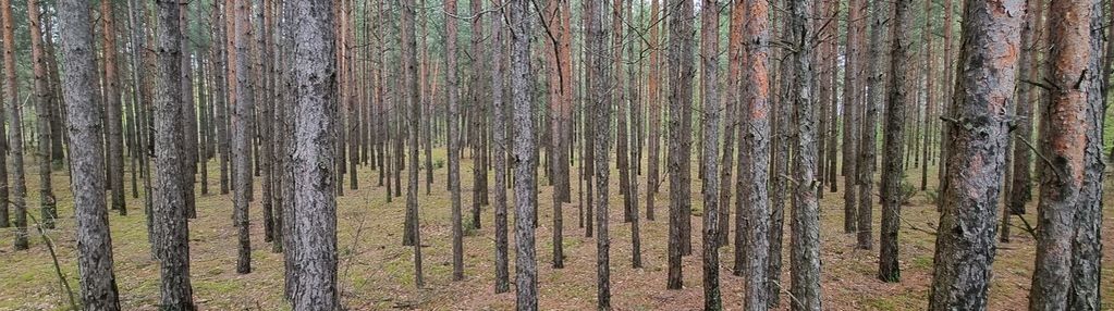 Działka leśna, sztabin