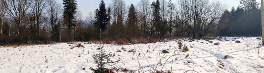 Działka 8a otulona zielenią – jeleśnia czeka!