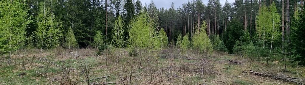 Działka przy ścianie lasu, gorczyca, płaska