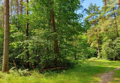 Działki leśne nad morzem