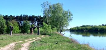 Rzeka bug/las/media/natura