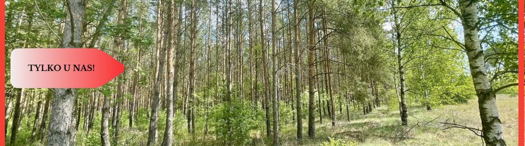 Działka w leśnym zaciszu