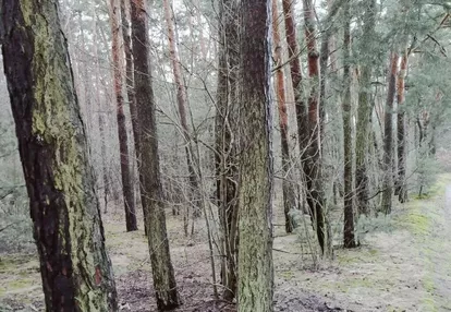 Działka na sprzedaż 295m2