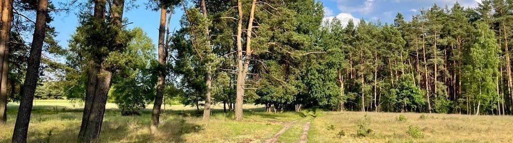 Olbrzymia działka w lesie z prawem zabudowy!