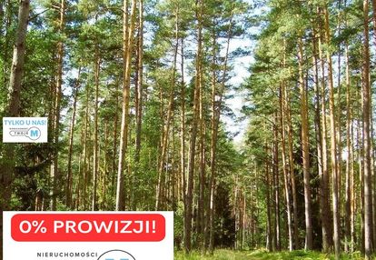 Na sprzedaż las o powierzchni 43,1ha gm.chmielnik