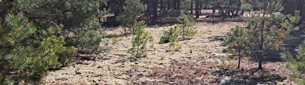 Działka na sprzedaż w białej, gmina wieleń